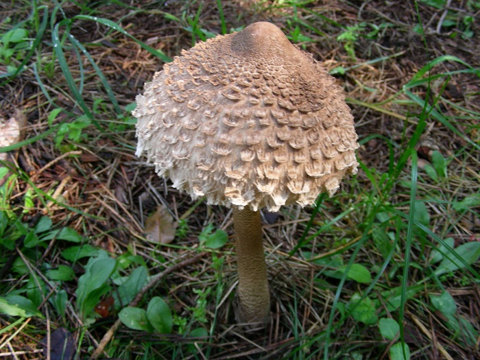 649 Aprile vecchio ritrovamento